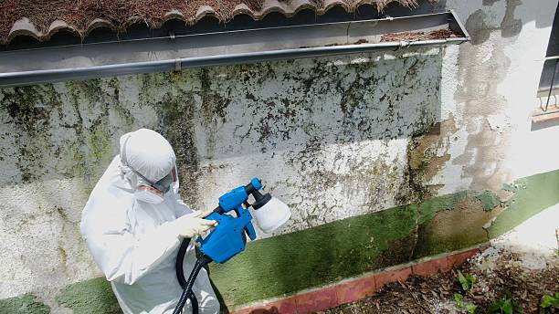Trusted Basement Mold Remediation service in Sonora, KY - Cheap Mold Removal